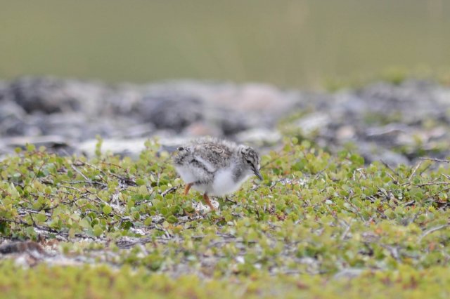 Tournepierre à collier / Ruddy Turnstone